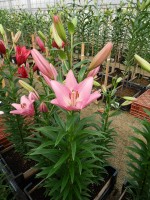 [5123 Sugar Diamond DJ No01.JPG]